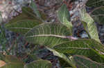 Pinewoods milkweed